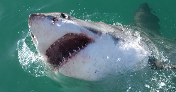 We salute the hero Marine vet who punched a shark in the face to save his daughter’s life