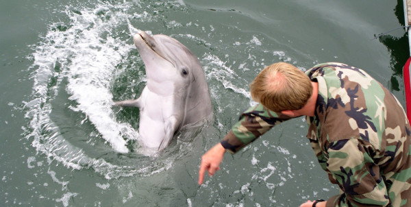 The Navy Is Training Bomb-Sniffing Dolphins